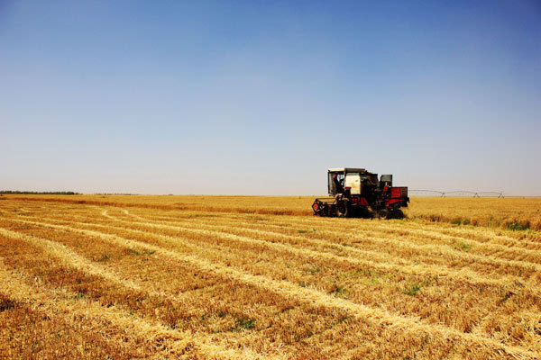 河套小麦品种改良院士专家工作站成立