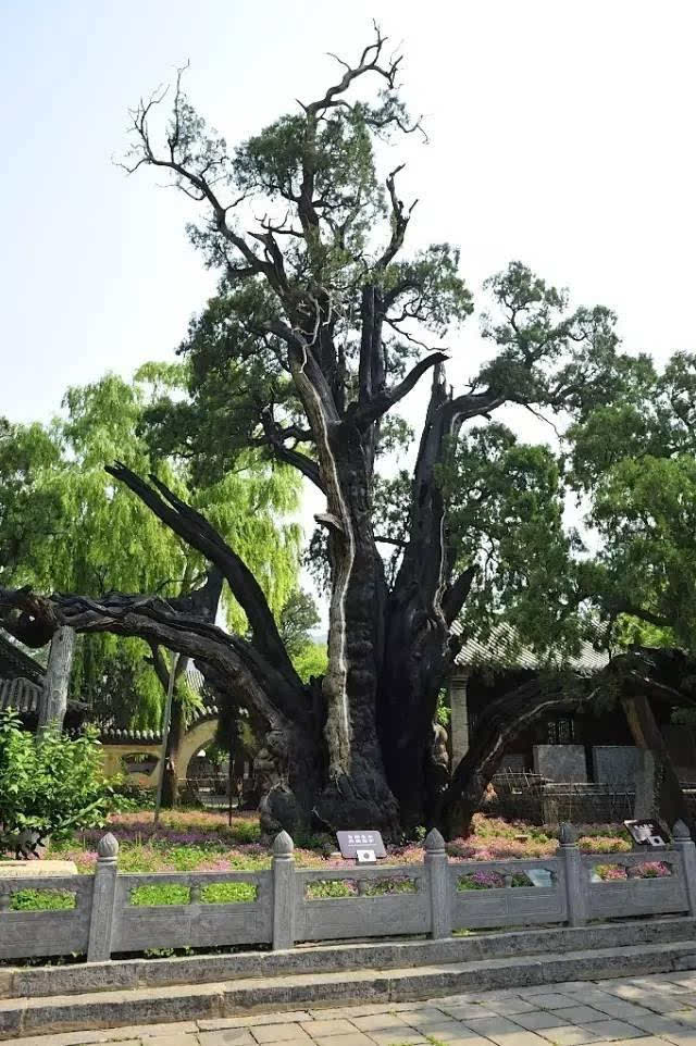 虽饱经风霜,仍郁郁苍苍,充满生机.树干中部伸出长达7.