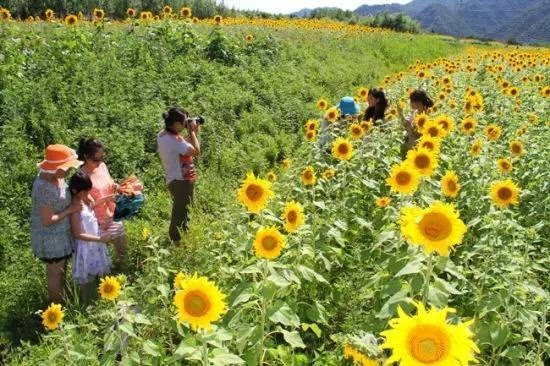 陕西隐藏了10个向日葵花海5个在汉中 周末浪起