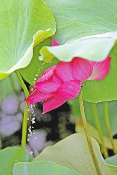 美景之雨打荷叶    记者洪波摄影