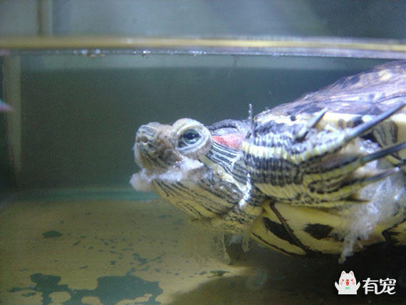 乌龟水霉病的预防及治疗