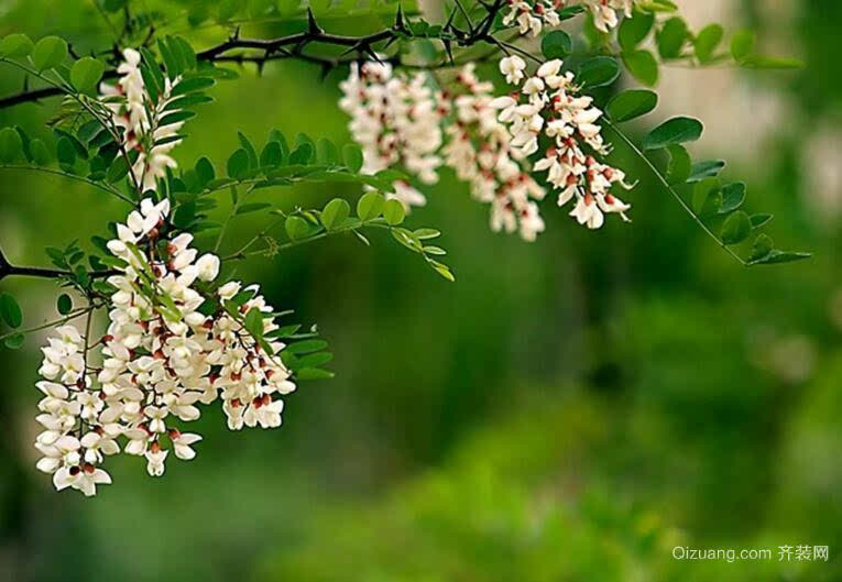 种植槐花树 财源滚滚来