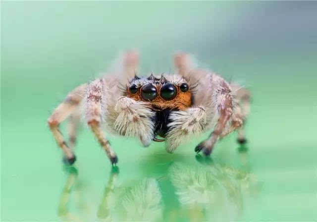 微距拍出的大眼睛蜘蛛居然有点萌?