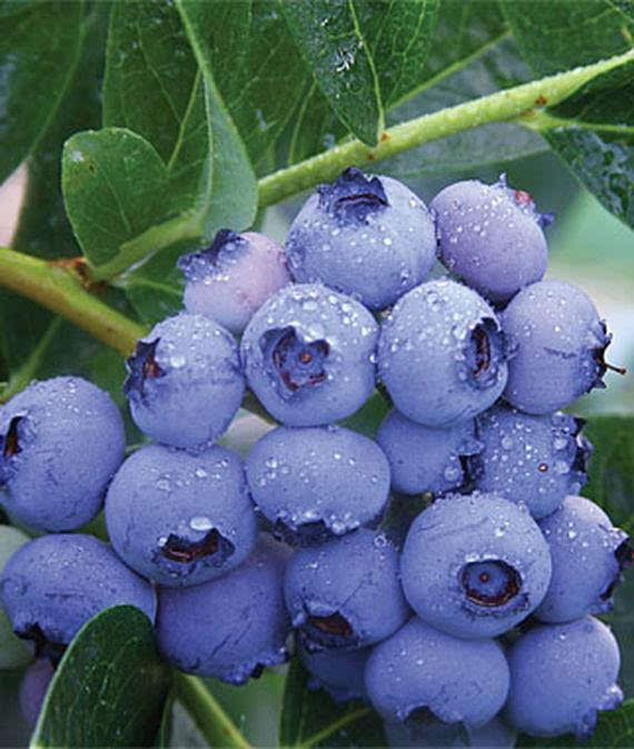 在美国最受欢迎的5种蓝莓, 不晓得味道怎么样?