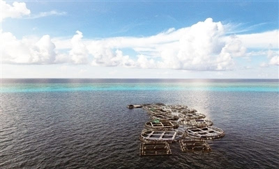 渔业专家开发南沙美济礁网箱养殖组图