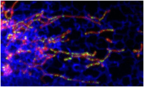 science重大发现内质网与线粒体的接触决定着线粒体的复制分裂和分布