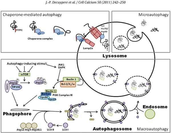 microautophagy)和分子伴侣介导的自噬(chaperone-mediatedautophagy)