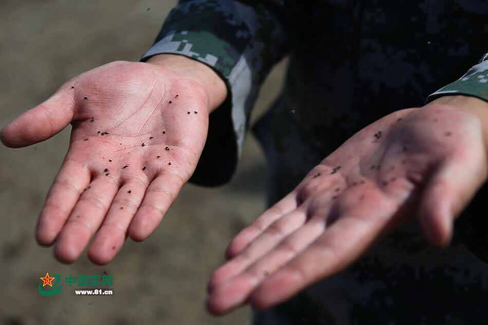 新疆边防战士一掌拍死50多只蚊子 余姚热心市民募集208台灭蚊器驰援