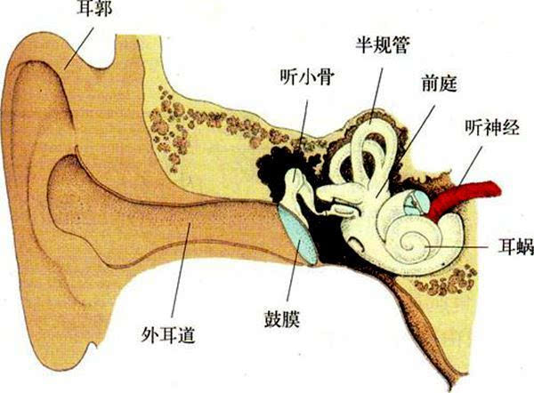 深埋在颅骨内,内侧是螺旋状的耳蜗,外侧那些曲折的骨性隧道(半规管