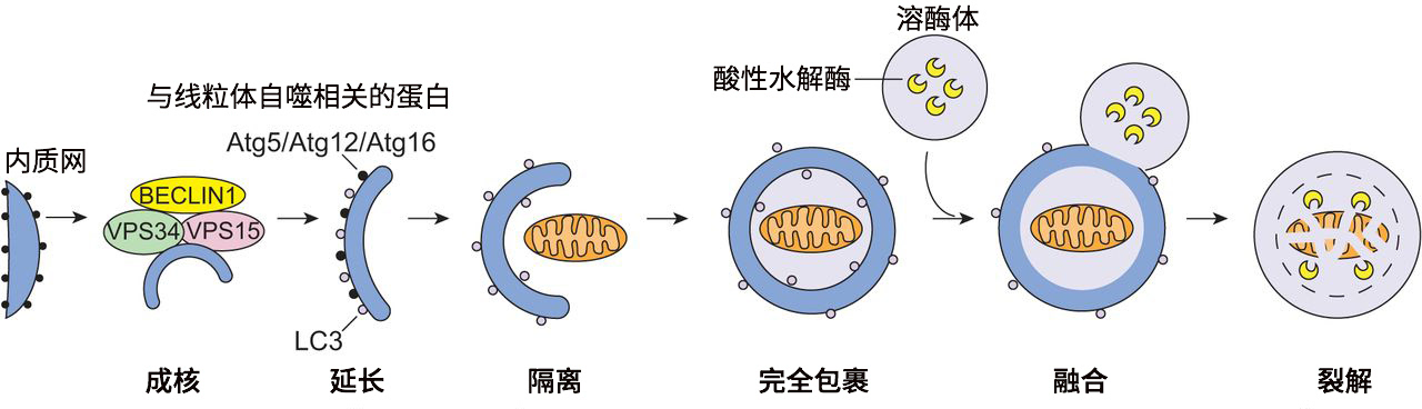 patrick aebischer的介绍,随着年龄的增长,细胞中的线粒体自噬会减少