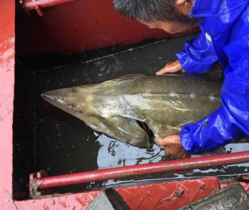 长江现凶猛食肉鱼 鲟鳇鱼杂交品种 属于外来物种