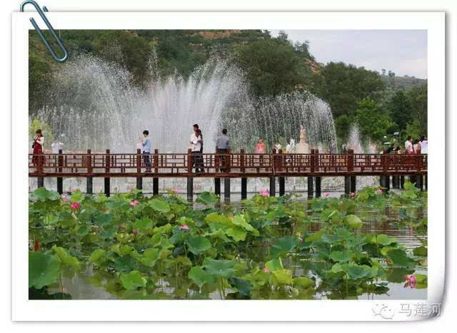 宁县有一个地方叫莲花池,莲花盛开原来这么美!