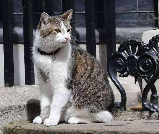 有意思|拥有英国铁饭碗的猫"拉里"这次又圈多少粉啊!