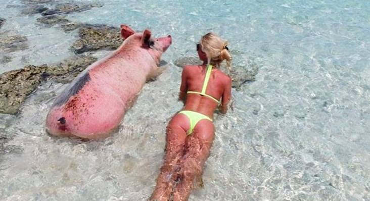 我要去巴哈马跟一群猪游泳过夏天