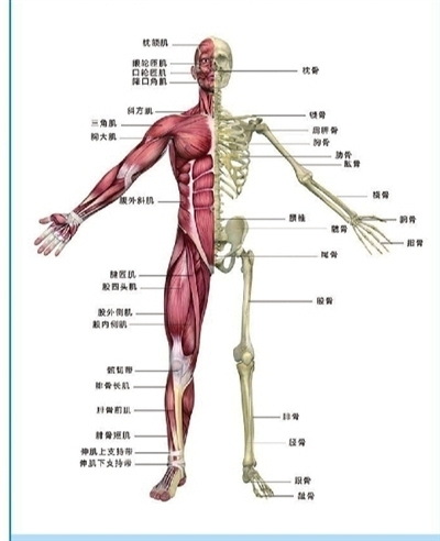 人体肌肉骨骼示意图