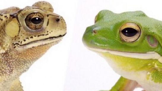青蛙和蛤蟆有什么区别?_好心游戏网