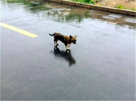 在暴风雨中,这些狗狗该何去何从?