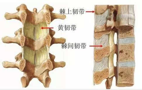 图为椎体间连接  图为椎间盘  脊柱临床解剖分区  前柱—前纵韧带