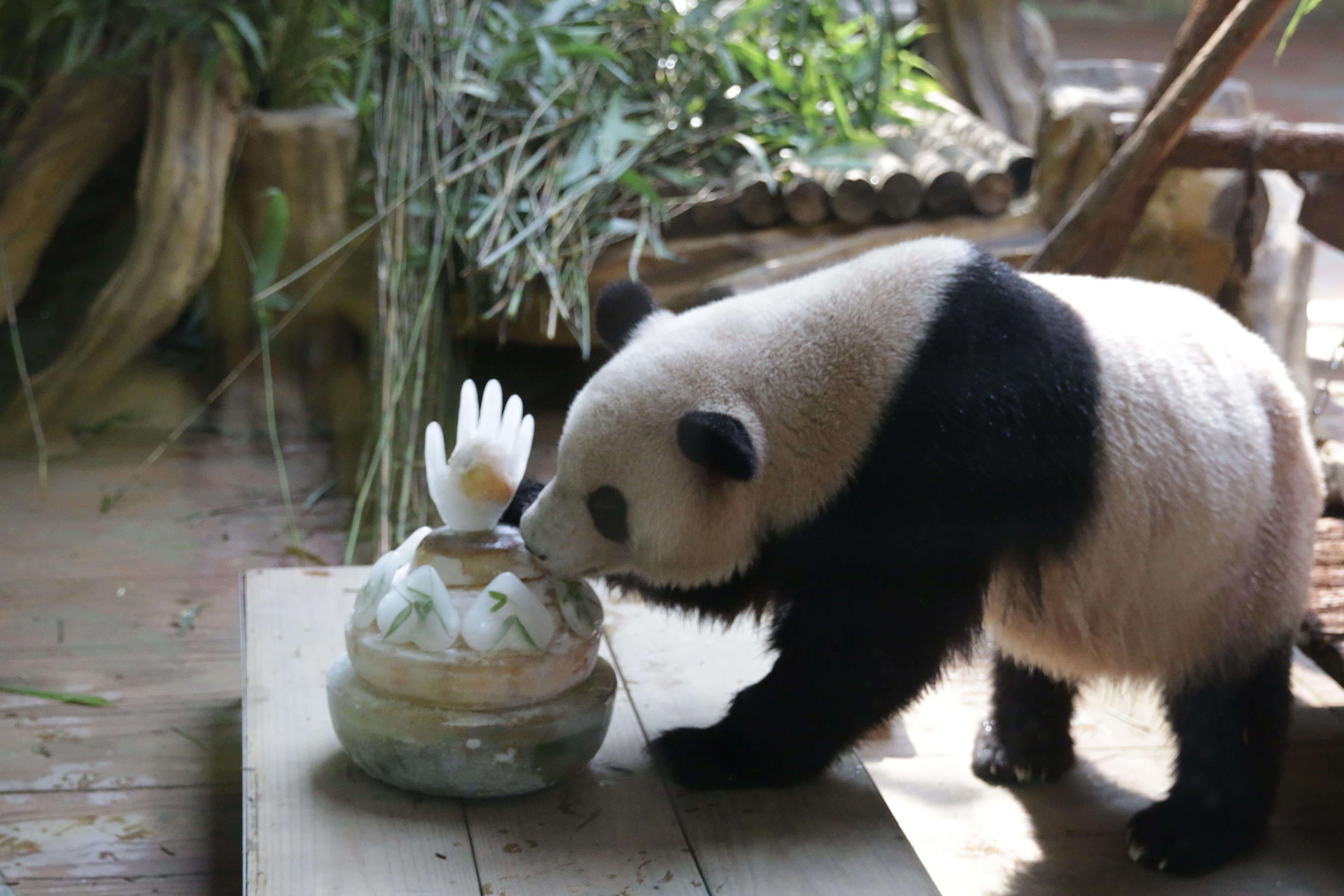 常州淹城野生动物世界启动熊猫生日季-搜狐