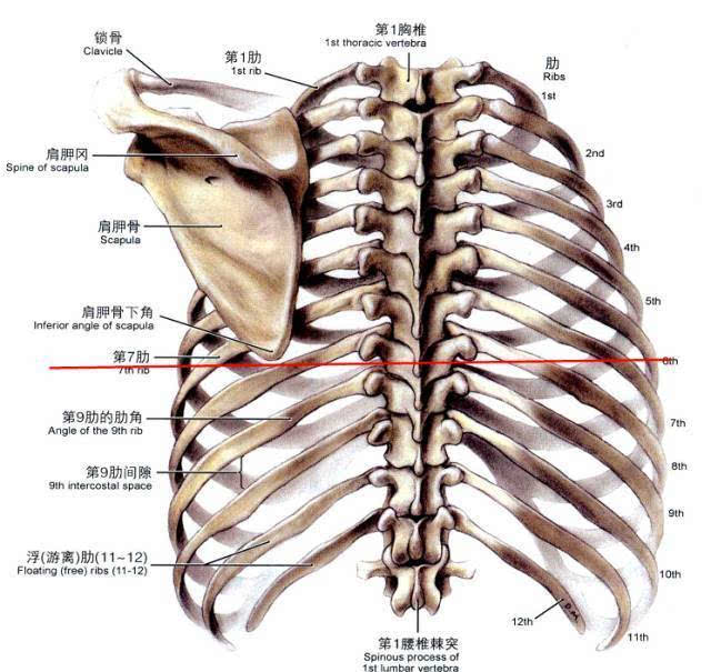 11张图告诉你:胸片,ct,b超对胸水如何定位