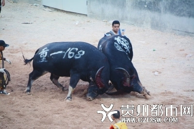 凯里斗牛城首届牛王争霸赛落幕 云南"黑霸王"夺冠