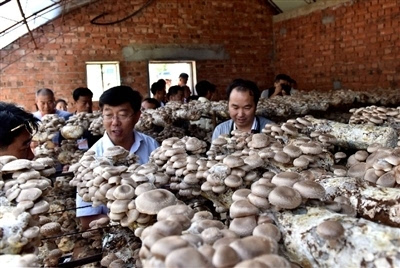 图为与会客商及行业专家,食用菌种植户参观武川食用菌种植基地.