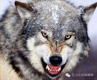 狼看到食物的时候,总会伺机而动,面带杀气
