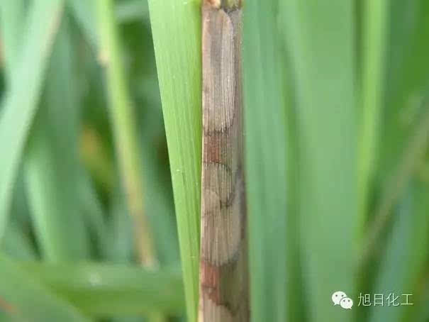 [旭日植保服务]水稻"纹枯病",你知道多少?