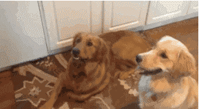 在外面和朋友玩的疯了,一回到家就对着我家狗狂笑(是那种很邪恶的笑)