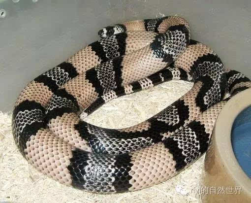 [洪都拉斯奶蛇] 美丽而巨大的玩具蛇!