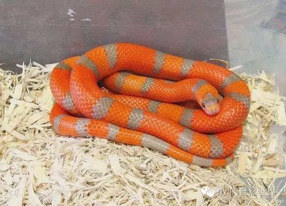 [洪都拉斯奶蛇] 美丽而巨大的玩具蛇!