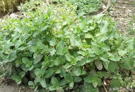 野生灰灰菜种子野菜种植基地四季易种植室内阳台庭院营养丰富包邮