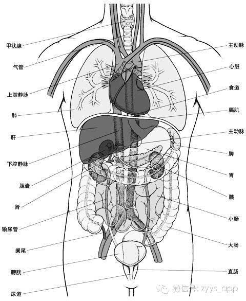 一切大病,皆根由脾衰.脾衰比肾虚更可怕(慢性病尤其糖尿病朋友要看完)