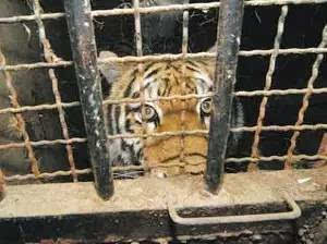 一个老虎被关在笼子里猜成语_被关在笼子里的老虎(2)