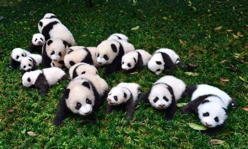 上海第一只大熊猫宝宝出生啦!油墩子、沪小胖网友起名笑疯我了!