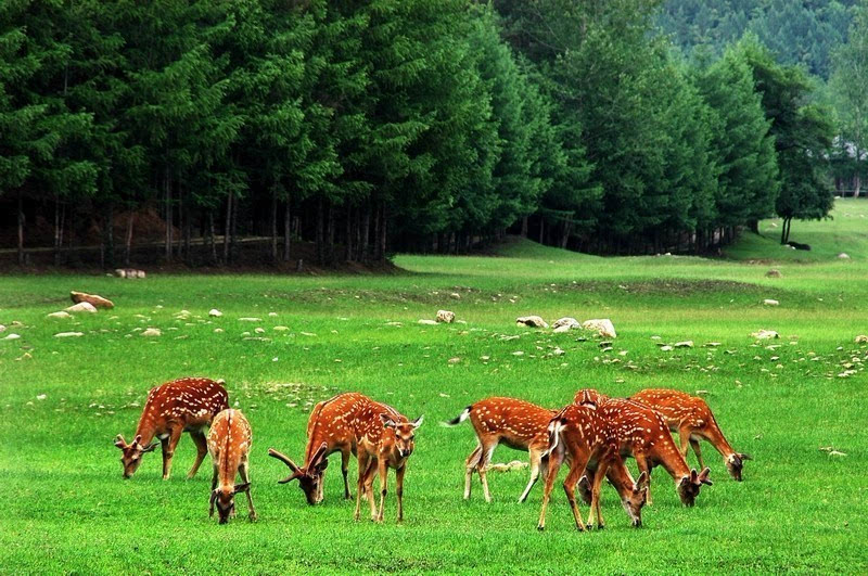 小兴安岭是东北地区东北部的低山丘陵山地,是松花江以北的山地总称