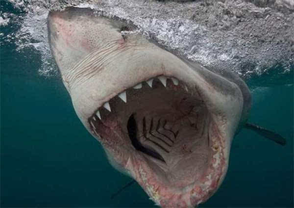 他冒生命危险拍下大白鲨的照片,结果竟意外发现鲨鱼不