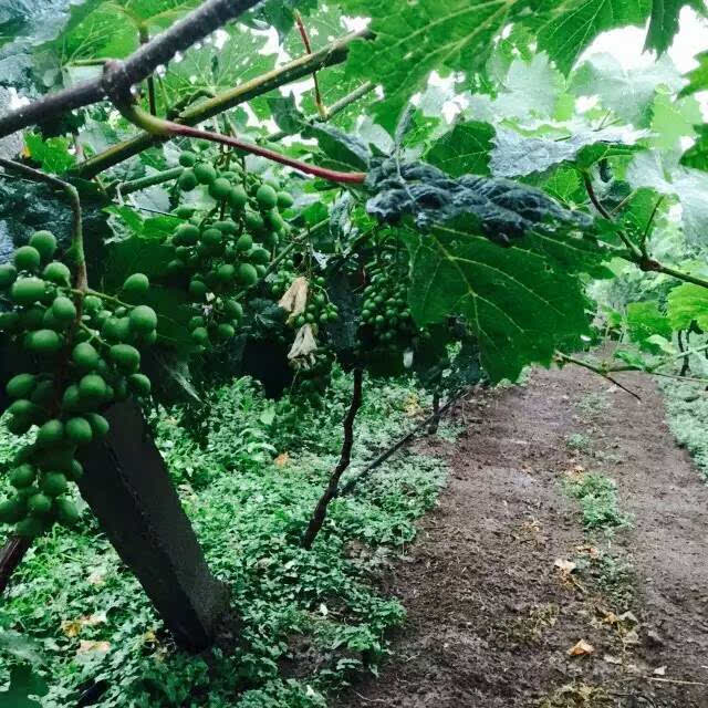 全世界最好吃的葡萄在这,不是户太八号