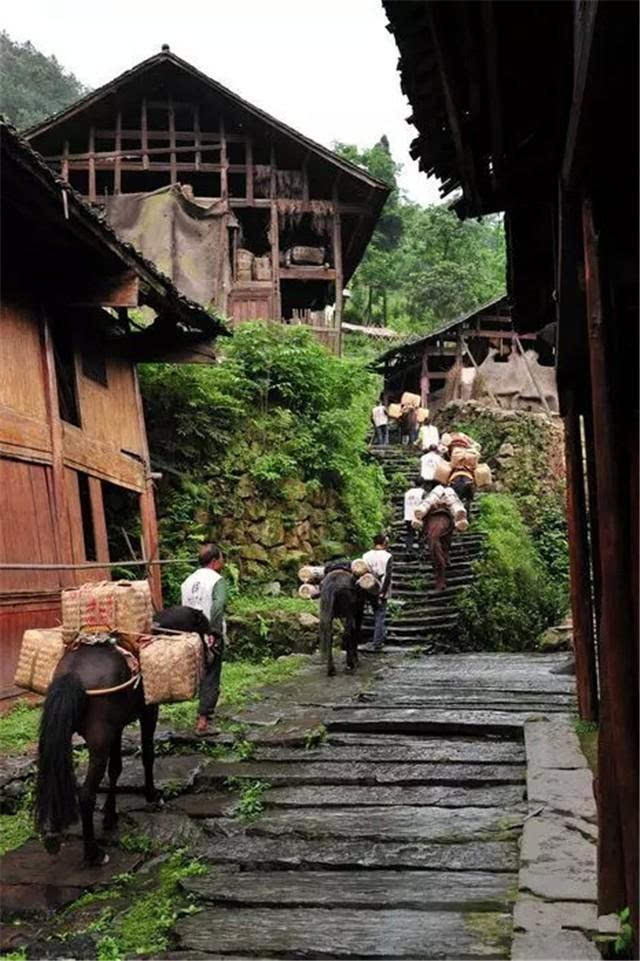 在巍峨的大山中,那里绵延着一条神秘的茶马古道.