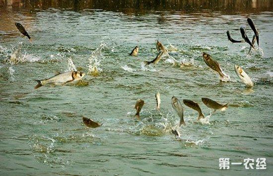 鱼缺氧了怎么办?夏季如何预防鱼塘里的鱼缺氧