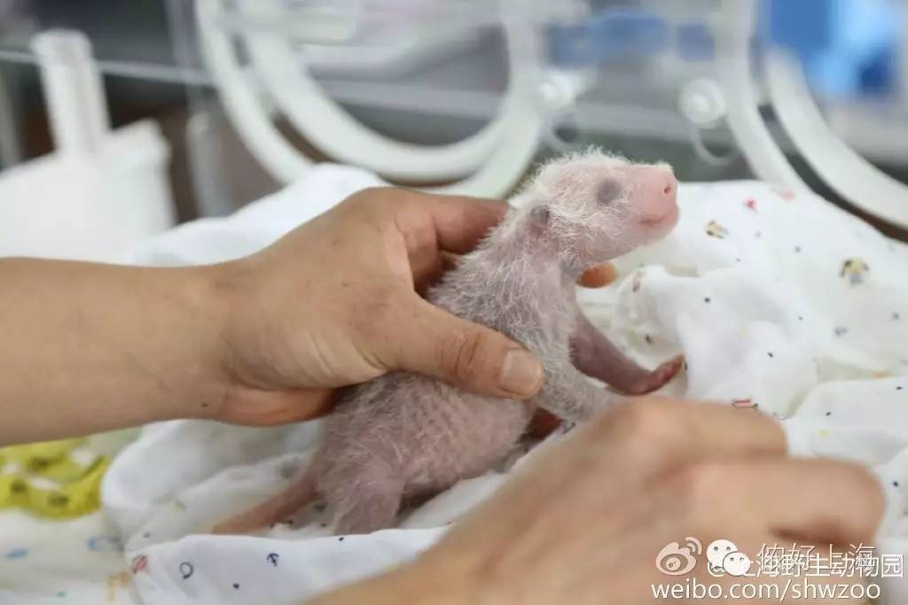 上海第一只大熊猫宝宝出生啦!油墩子,沪小胖.网友起名真是要笑疯我了!