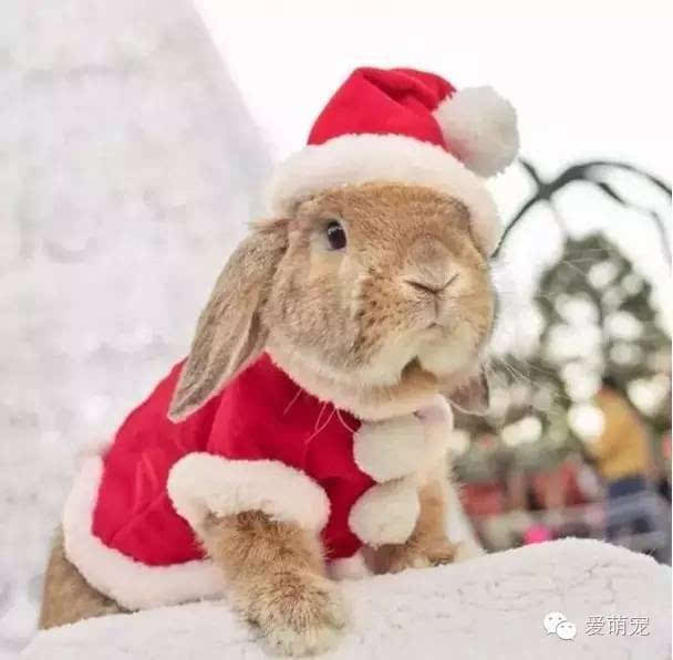 一起来跟这只兔子学穿衣吧!