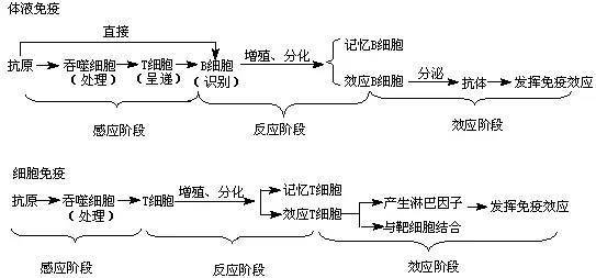 学不会体液免疫调节的,赶紧看过来