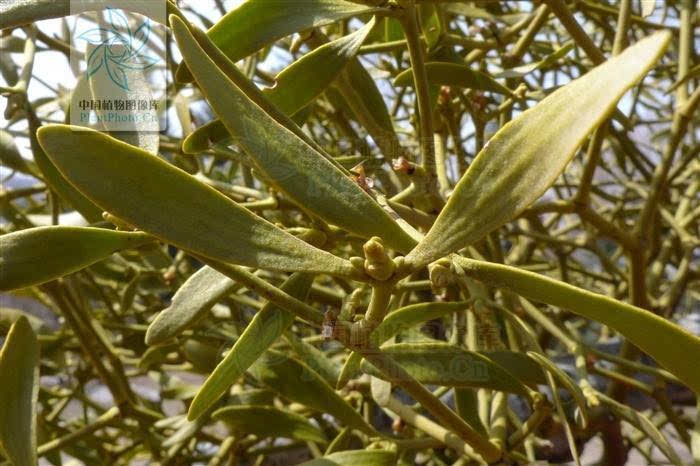 其寄生于麻栎树,苹果树,白杨树,松树等树木上,植物带叶的茎枝可供药用