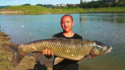 路亚钓鱤鱼_鱤鱼一年吃多少鱼_男子湘江边钓到68斤鱤鱼