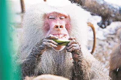 北京野生动物园:动物消暑每天吃掉600斤西瓜(