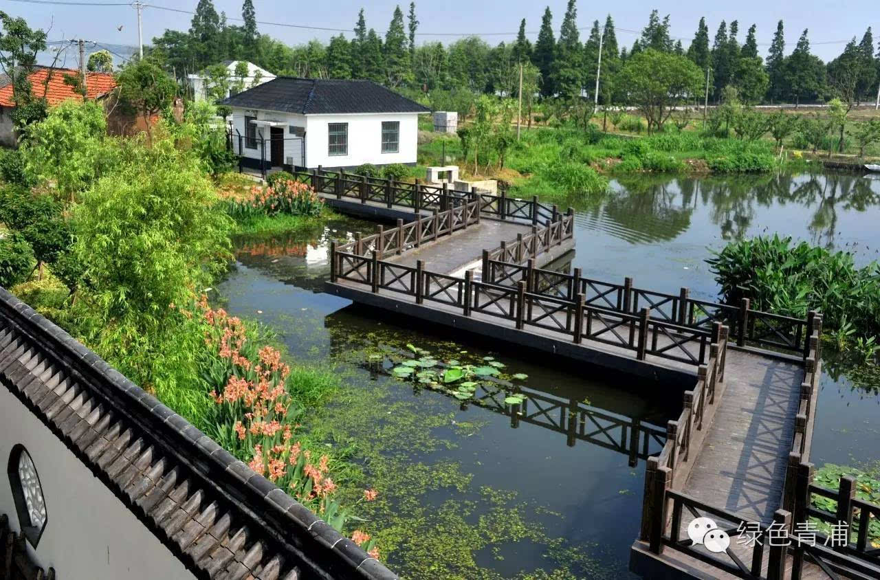 图说美丽乡村接天莲叶无穷碧映日荷花别样红莲湖村