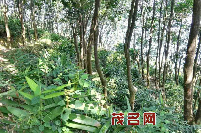 茂名农垦团结农场橡胶林下种植的益智仁 通讯员 桂新摄
