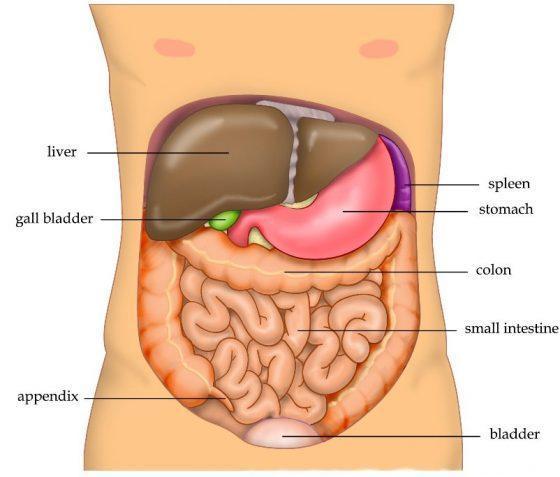 肝内实质回声均匀,管系走行显示清晰,肝内外胆管不扩张,  肝脏形正常