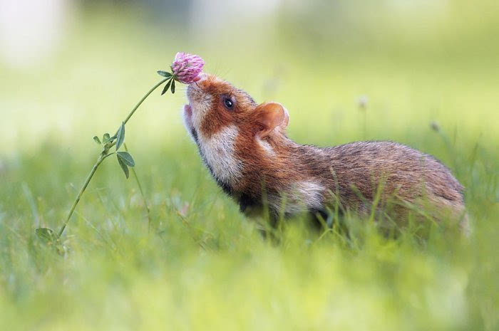 国外一名网友在网上分享了一组动物们嗅花的可爱照片,点阅率一下就